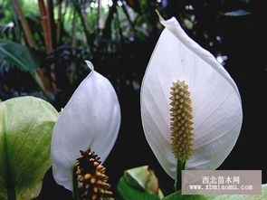 一帆风顺花怎么养  一帆风顺花的养护技巧，一帆风顺花的养护技巧，如何正确养殖一帆风顺花--第1张