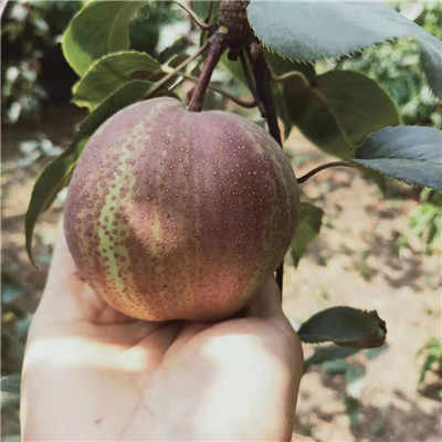 东北苗木求购信息  东北苗木求购信息--第1张