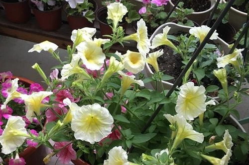 最适合家庭养的19种花卉  最适合家庭养的19种花卉，最适合家庭养的19种花卉推荐--第1张