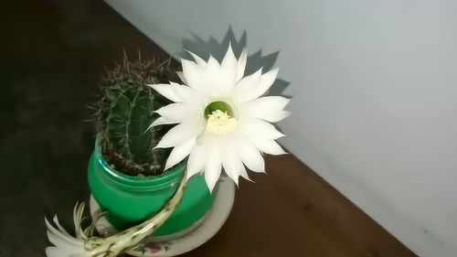 仙人掌开花吗  仙人掌开花吗，仙人掌开花吗——仙人掌会开花--第1张