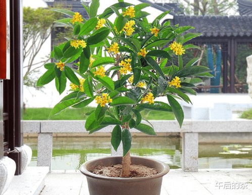 家里为什么不能种四季桂花  家里为什么不能种四季桂花--第1张