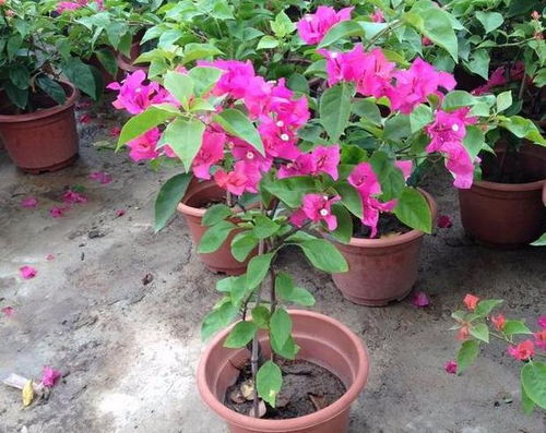 花卉盆栽三角梅  花卉盆栽三角梅，花卉盆栽三角梅的养护技巧--第1张