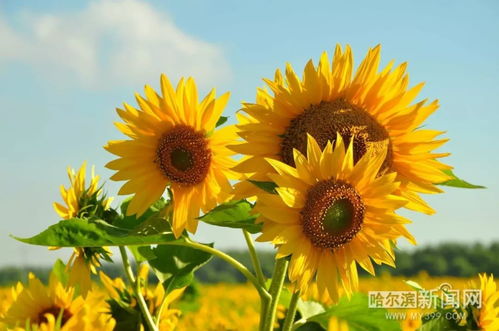 向日葵花语 寓意 励志  向日葵花语--第1张