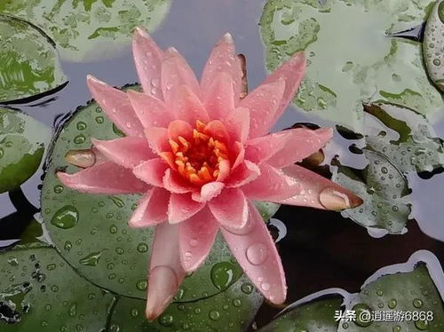 十大名贵花 国宝级  国宝级十大名贵花，国宝级十大名贵花，牡丹、兰花、杜鹃花、茶花、君子兰、水仙花、一品红、鹤望兰、大丽花和文心兰。--第1张