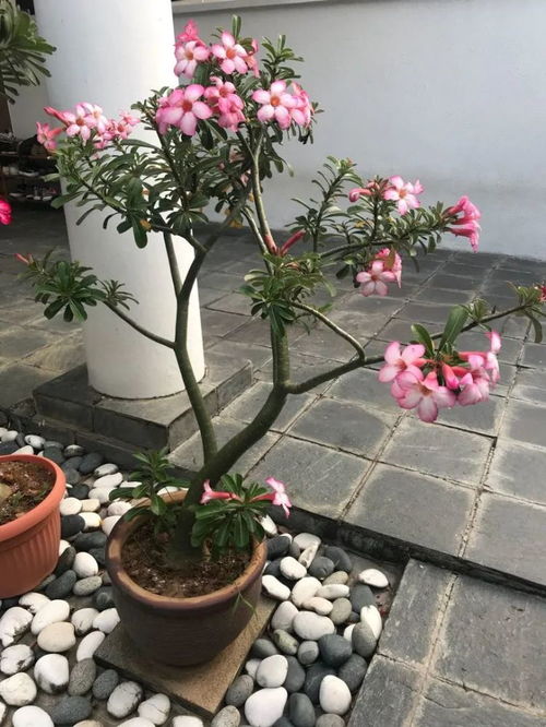 盆栽玫瑰花怎么养  盆栽玫瑰花的养护技巧--第1张