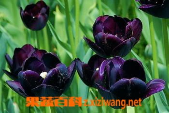 黑色郁金香的花语是什么  黑色郁金香，神秘而深沉的花语，黑色郁金香的花语是神秘与深沉。--第1张