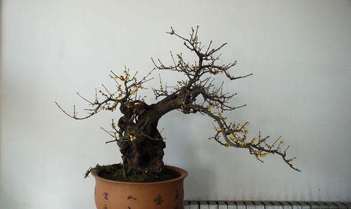 腊梅盆景图片欣赏  腊梅盆景图片欣赏，腊梅盆景的美丽与雅致，图片欣赏--第1张
