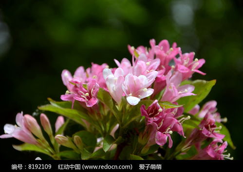 锦带花  锦带花的魅力——绚丽多彩的花卉之选--第1张