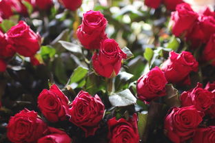 16朵玫瑰的花语是什么  16朵玫瑰的花语是什么，浪漫的玫瑰花语，16朵玫瑰--第1张