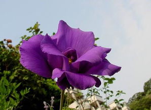 紫色洋桔梗花语是什么  紫色洋桔梗的花语，永恒的爱、不变的承诺，紫色洋桔梗的承诺之花，永恒的爱--第1张