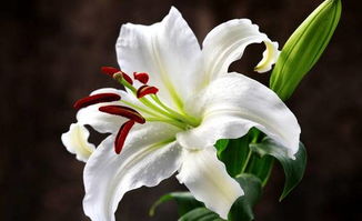 一个男的送你百合花  百合花下的情感涟漪，百合花下的微妙情感，一份特别的礼物--第1张