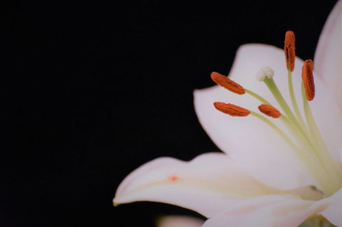 百合花的花语和寓意图片  百合花的花语和寓意图片--第1张