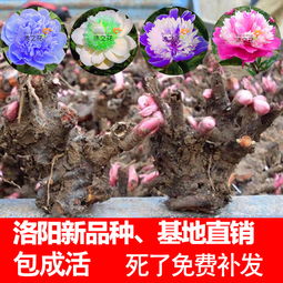 芍药根块带芽种植方法  芍药根块带芽种植方法，芍药根块带芽种植方法，芍药根块种植技巧和注意事项--第1张