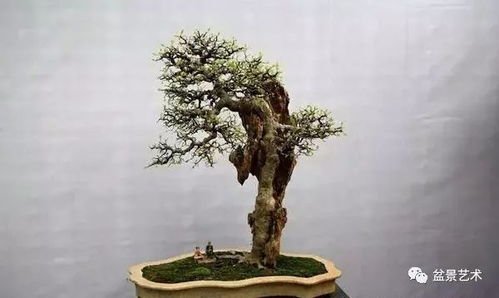 朴树盆景图片大全欣赏  朴树盆景图片大全欣赏--第1张