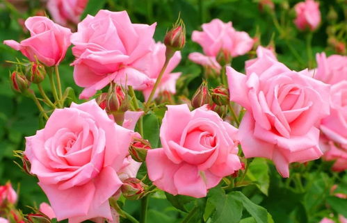 粉红玫瑰的花语代表什么  粉红玫瑰的花语代表什么，粉红玫瑰的花语代表爱情、浪漫、优雅和纯真。--第1张