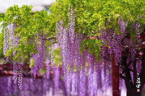 最漂亮紫藤花品种  惊艳全球，最漂亮紫藤花品种--第1张