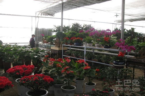 西安最大鲜花批发市场在哪里  西安最大鲜花批发市场在哪里，西安最大的鲜花批发市场，西安鲜花批发市场介绍--第1张