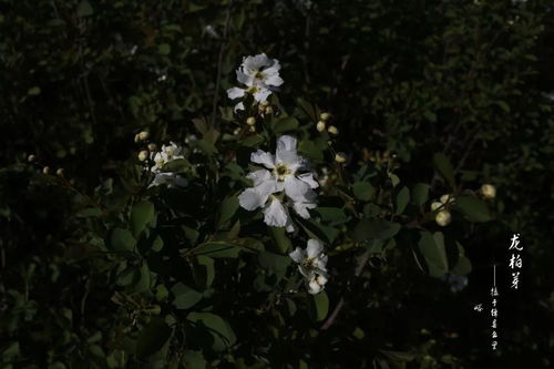 龙柏芽的功效与作用  龙柏芽的功效与作用--第1张