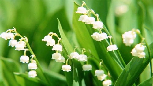 铃兰的花语是什么  铃兰的花语——探寻生命中的纯净之美--第1张