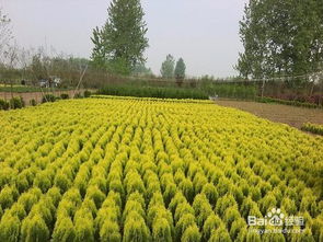 最近的苗木基地  探秘最近的苗木基地，绿色生态的希望之光--第1张