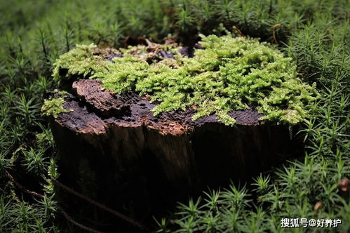 金银木树  金银木树，自然界的奇迹，金银木树，大自然的奇迹之作--第1张
