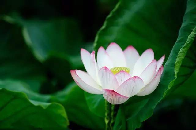 睡莲花  睡莲花的美丽与神秘——探寻其生命之奥秘--第1张