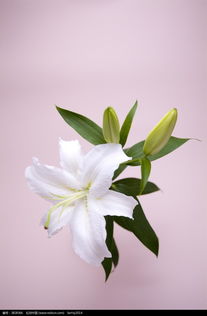白百合花代表什么感情  白百合花代表什么感情--第1张