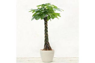 发财树的养殖方法和注意事项有哪些  发财树的养殖方法和注意事项--第1张