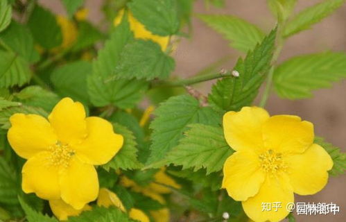 棣棠  棣棠，美丽的季节之花，棣棠花的美丽绽放--第1张