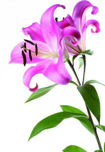 香水百合的花语是什么?  香水百合的花语--第1张