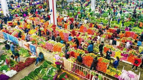 厦门二市鲜花市场  厦门二市鲜花市场，浪漫与活力的交织，厦门二市鲜花市场，浪漫与活力的交织的花卉市场之旅--第1张
