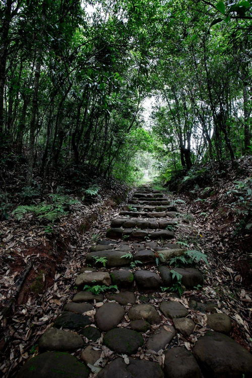 月桂  月桂之韵——探寻古老树种的生命力，月桂之韵——古老树种的生命力探秘--第1张