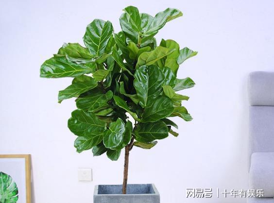 凤尾兰花期  凤尾兰花期--第1张