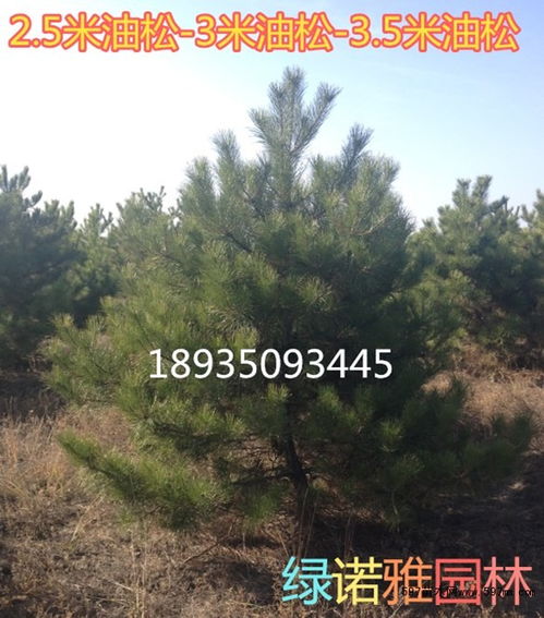 陕西油松苗木今日求购网  陕西油松苗木今日求购网，一站式采购平台，轻松获取优质油松苗木