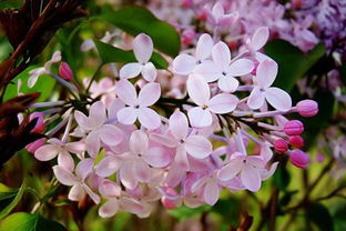 丁香花什么季节开花  丁香花什么季节开花，丁香花开花季节是什么时候--第1张