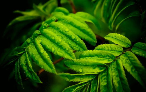 植物网站  植物网站，探索绿色世界，领略植物之美，绿色探索，植物网站，带你领略植物之美--第1张