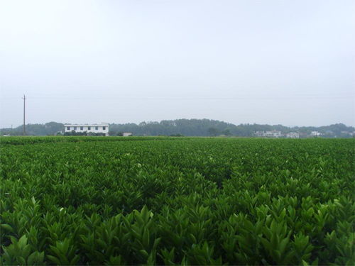 苗木收购  苗木收购市场分析，机遇与挑战并存--第1张