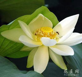 马蹄莲吃法和作用  马蹄莲的食用方法和作用--第1张