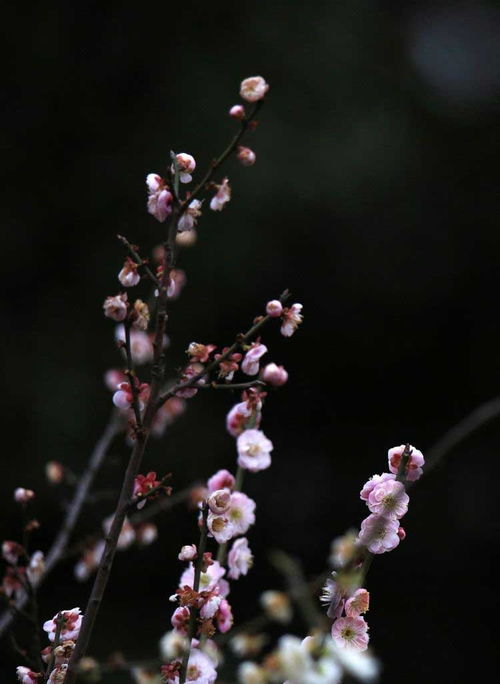 梅花的精神作文  梅花的精神--第1张