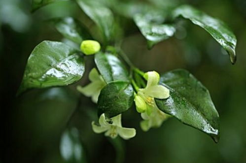 七里香花语  七里香花语，七里香的花语， 爱情、思念、浓情。--第1张