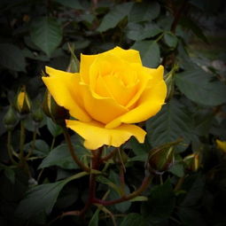 花语黄玫瑰代表什么意思  花语黄玫瑰代表什么意思，黄玫瑰的花语，友谊、爱与美、道歉、不贞、嫉妒、分手、等待爱情。--第1张