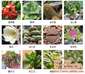 多肉植物品种大全  多肉植物品种大全--第1张