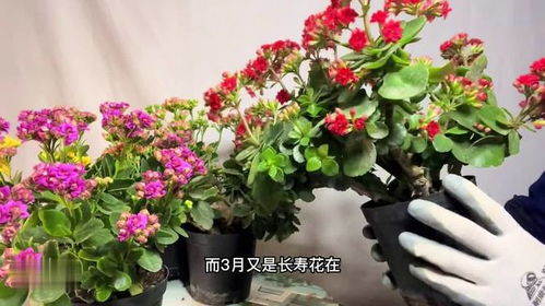 长寿花怎么养护和注意事项  长寿花的养护方法和注意事项--第1张