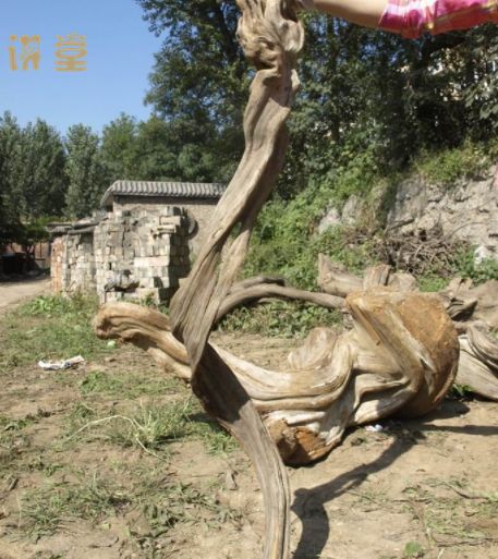 柏树长什么样子  柏树的样子--第1张
