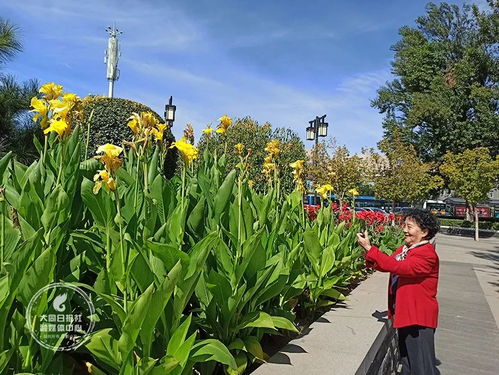 美人蕉花语寓意  美人蕉，花语寓意与生活之美，花语寓意与生活之美--第1张