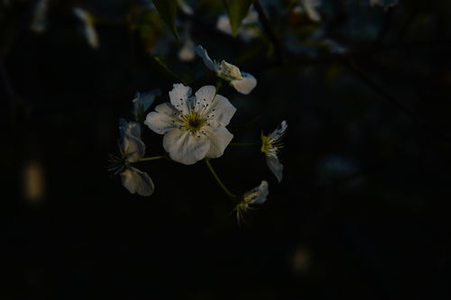 代表重生和希望的花  代表重生和希望的花，重生之花，象征希望与重生的花卉代表--第1张