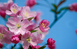 花卉网站是就是海棠吗  花卉网站是就是海棠吗--第1张