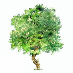 景观树种类名称和图片  景观树种类名称和图片--第1张
