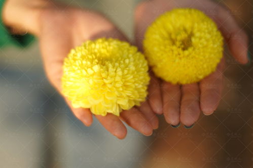 菊花花语是什么意思  菊花花语是什么意思--第1张
