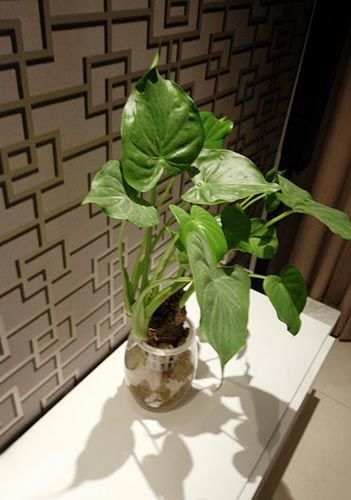 客厅最旺宅的水培植物  客厅最旺宅的水培植物--第1张